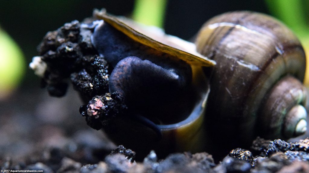 Mystery Snail Care, Diet, Feeding, Shell Size & Tankmates Video
