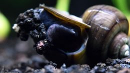 Mystery Snail On Black Substrate, Closeup