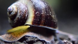 Mystery Snail Body On Black Substrate