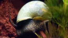 Mystery Snail Body On Lava Rock