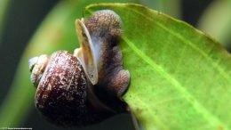 Mystery Snail Body And Operculum