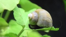 Mystery Snail On Brazilian Pennywort