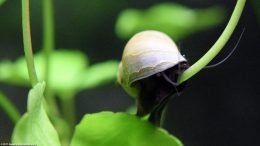 Mystery Snail On Brazilian Pennywort Stem