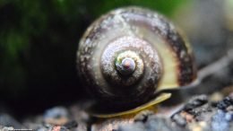 Mystery Snail With A Brown, Pitted Shell
