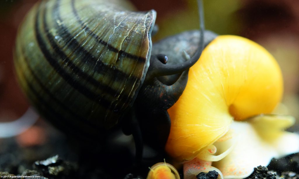 Mystery Snail Care, Diet, Feeding, Shell Size & Tankmates Video