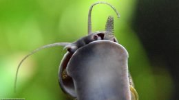 Mystery Snail, Closeup