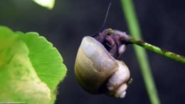 Dwarf Onion, With Black Algae On Stems