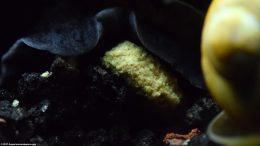 Mystery Snail Eating Food Tablet