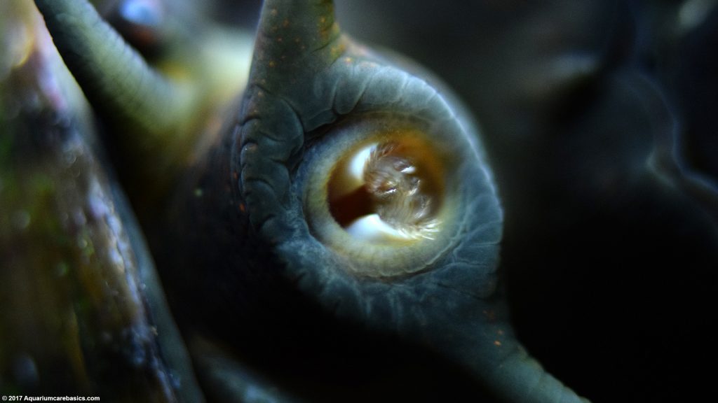 Mystery Snail Care, Diet, Feeding, Shell Size & Tankmates Video