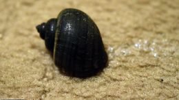 Mystery Snails Can Escape From Aquariums
