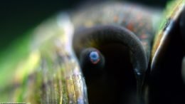 Mystery Snail Eye, Closeup