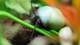 Mystery Snail Showing Eye And Tentacles On A Lava Rock