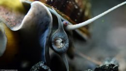Mystery Snail Feeding