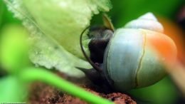 Mystery Snail Eating Lettuce