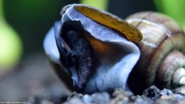 Mystery Snail Foot Opening