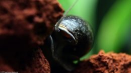 Mystery Snail Foot, Siphon And Eye, Closeup