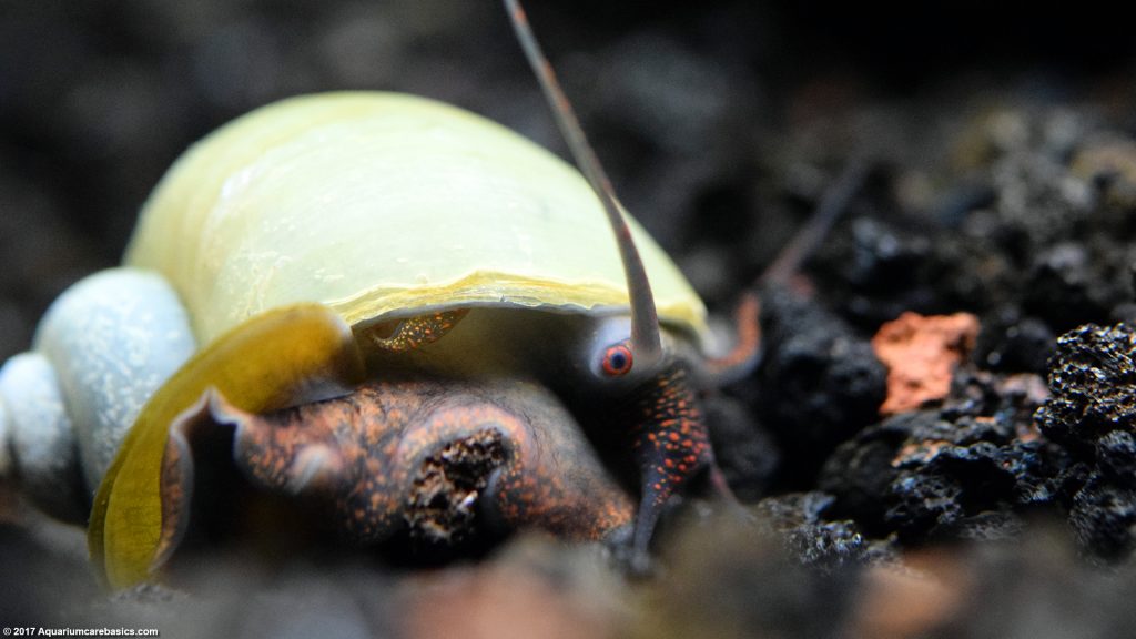 Mystery Snail Care, Diet, Feeding, Shell Size & Tankmates Video