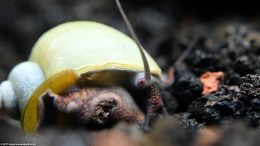 Mystery Snail In A Freshwater Aquarium