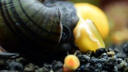 Mystery Snail And Gold Inca Snail As Tank Mates