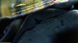 Mystery Snail Near Green Spot Algae On Glass
