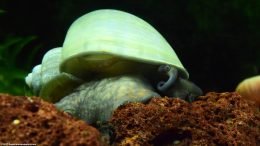 Mystery Snail On A Lava Rock