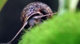 Mystery Snail And Moss Ball, Front View