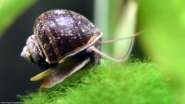 Mystery Snail And Moss Ball, Side View