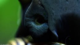 Mystery Snail Mouth, Extreme Closeup