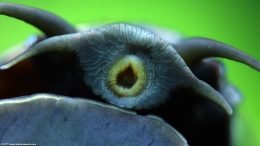 Mystery Snail With Mouth Open On Glass