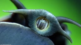 Mystery Snail Showing Mouth, Teeth And Tentacles