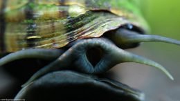 Mystery Snail Showing Mouth, Tentacles, Foot And Shell