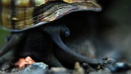 Mystery Snail Moving In A Freshwater Tank