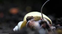 Mystery Snail Moving Across Substrate