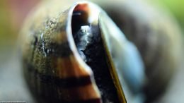 Mystery Snail Opening Operculum