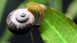 Mystery Snail Showing Operculum Open, Closeup