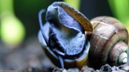 Mystery Snail: Operculum Opening With Foot