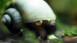 Mystery Snail Feeding On Tank Bottom