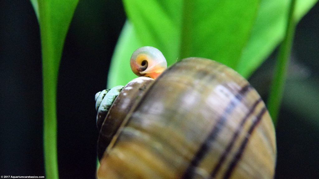 Mystery Snail Care, Diet, Feeding, Shell Size & Tankmates Video