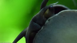 Mystery Snail Resting On Aquarium Glass