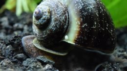 Mystery Snail Shell Upclose, Showing Pitted Texture