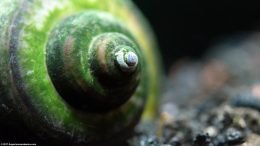 Mystery Snail Shell With Algae Buildup