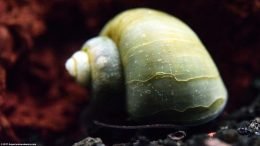 Mystery Snail Shell, Closeup