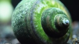 Mystery Snail Shell Color Is Generally Dark