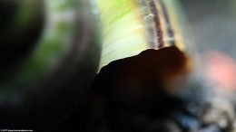 Mystery Snail Shell Edge, Closeup