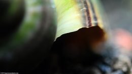 Mystery Snail Shell Edge, Closeup