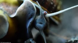 Mystery Snail: Shell Foot, Eye And Tentacles Closeup