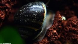 Mystery Snail Shell With Foot On Lava Rock