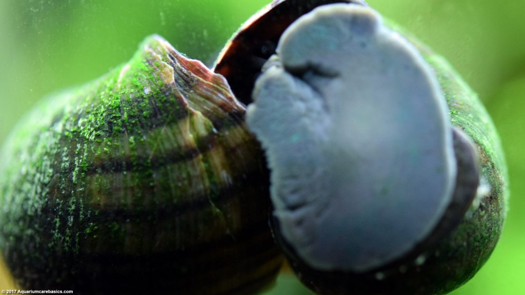 Mystery Snail Care, Diet, Feeding, Shell Size & Tankmates Video