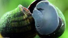 Mystery Snail Shell With Green Algae