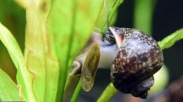 Mystery Snail: Shell Operculum And Body
